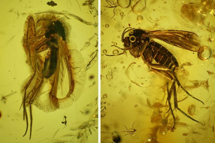 Two Fossil Flies (Diptera) In Baltic Amber #150750